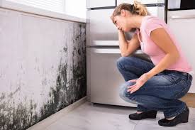 Mold Documentation for Insurance Claims